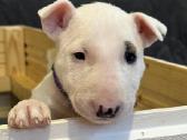Bulterjerų veislės mažyliai - nuotraukos Nr. 5