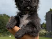 Chihuahua berniukas su dokumentais - nuotraukos Nr. 2