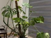 Monstera - nuotraukos Nr. 2