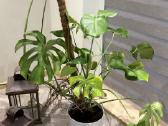 Monstera - nuotraukos Nr. 3