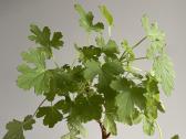 Jeronimas arba kvapnioji pelargonija - nuotraukos Nr. 2