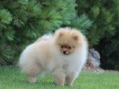 Pomeranijos špicas - nuotraukos Nr. 5