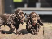 Šokoladinės spalvos Cocker spanieliaus patinukas - nuotraukos Nr. 2