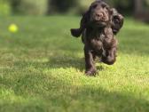 Šokoladinės spalvos Cocker spanieliaus patinukas - nuotraukos Nr. 3