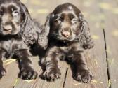 Šokoladinės spalvos Cocker spanieliaus patinukas - nuotraukos Nr. 4