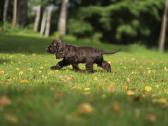 Šokoladinės spalvos Cocker spanieliaus patinukas - nuotraukos Nr. 6