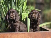 Šokoladinės spalvos Cocker spanieliaus patinukas - nuotraukos Nr. 7