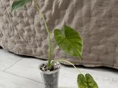 Alokazija Gageana Variegata - nuotraukos Nr. 2