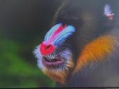 Samsung S24c300 Full HD monitorius - nuotraukos Nr. 20