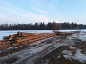 Sausuolės eglės rastau - nuotraukos Nr. 2