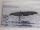 Foto paveikslas - nuotraukos Nr. 2