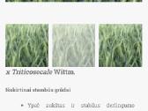 Kvietrugis Kinerit, Kviečiai Wendelin - nuotraukos Nr. 2