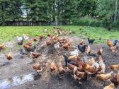 Kaimiškų, gamtoje laikomų vištų kiaušiniai - nuotraukos Nr. 8