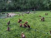 Kaimiškų, gamtoje laikomų vištų kiaušiniai - nuotraukos Nr. 10