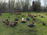 Kaimiškų, gamtoje laikomų vištų kiaušiniai - nuotraukos Nr. 13