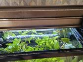 Akvariumas 80 L - nuotraukos Nr. 3