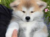 Kilmingi, grynakraujai japonų akita šuniukai - nuotraukos Nr. 3
