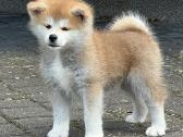 Kilmingi, grynakraujai japonų akita šuniukai - nuotraukos Nr. 4