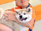 Kilmingi, grynakraujai japonų akita šuniukai - nuotraukos Nr. 5