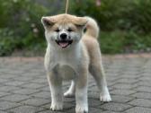 Kilmingi, grynakraujai japonų akita šuniukai - nuotraukos Nr. 6