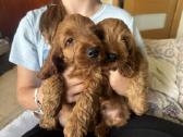 Cockapoo mergaites ir du berniukai - nuotraukos Nr. 2