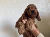 Cockapoo mergaites ir du berniukai - nuotraukos Nr. 3