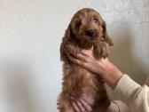 Cockapoo mergaites ir du berniukai - nuotraukos Nr. 4