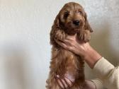 Cockapoo mergaites ir du berniukai - nuotraukos Nr. 5