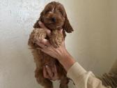 Cockapoo mergaites ir du berniukai - nuotraukos Nr. 6