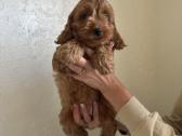 Cockapoo mergaites ir du berniukai - nuotraukos Nr. 7