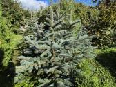 Tujos Brabant, Columna, pušaitės, sidabrinės eglės - nuotraukos Nr. 10