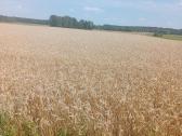 Žieminiai: miežiai, kviečiai, kvietrugiai - nuotraukos Nr. 5