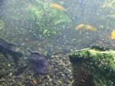 Didelis akvariumo žuvų rinkinys: ciklidų ir šamų - nuotraukos Nr. 4