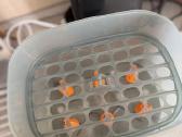 Baby Brezza buteliukų sterilizatorius - nuotraukos Nr. 6
