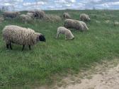 Parduodami 6-7 mėn avinai ir avytės. - nuotraukos Nr. 2