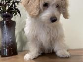Maltipoo - nuotraukos Nr. 5