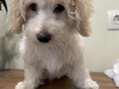 Maltipoo - nuotraukos Nr. 6
