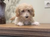 Maltipoo - nuotraukos Nr. 3
