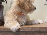 Maltipoo - nuotraukos Nr. 4
