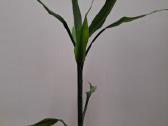 Laimės bambukas (dracena) - nuotraukos Nr. 2