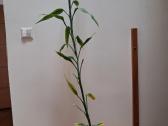 Laimės bambukas (dracena) - nuotraukos Nr. 3