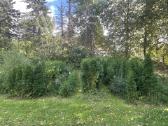 Vakarinės tujos Paprastos pušys - nuotraukos Nr. 6