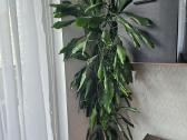 Kambarinė gėlė kvapioji dracena - nuotraukos Nr. 2
