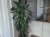 Kambarinė gėlė kvapioji dracena - nuotraukos Nr. 3