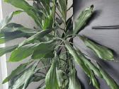 Kambarinė gėlė kvapioji dracena - nuotraukos Nr. 4