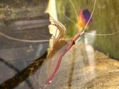 Jūrinis akvariumas Red Sea max nano g2 XL (125l) - nuotraukos Nr. 4