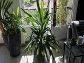 Parduodu grazia Juka - nuotraukos Nr. 2