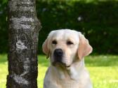 Labrador Retriever - nuotraukos Nr. 2