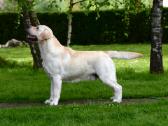 Labrador Retriever - nuotraukos Nr. 3
