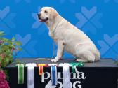 Labrador Retriever - nuotraukos Nr. 4